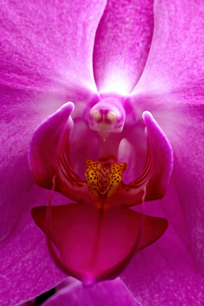 orchideeën orchidee orchideeen hdr bloem Orchidaceae natuur flora bloemen orchis sierbloem sierplant phalaenopsis orchidaceae